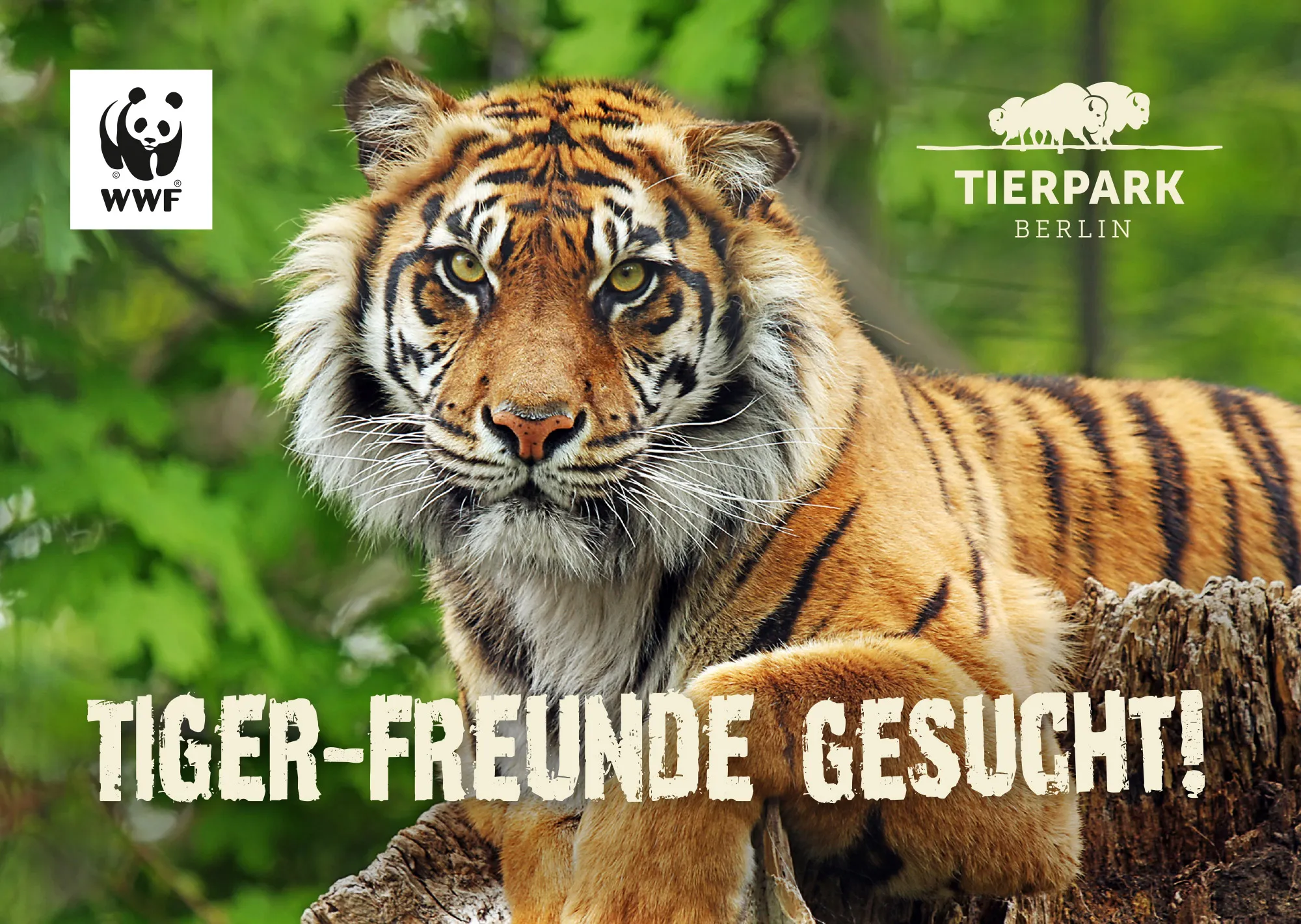 wwf team tiger berlin